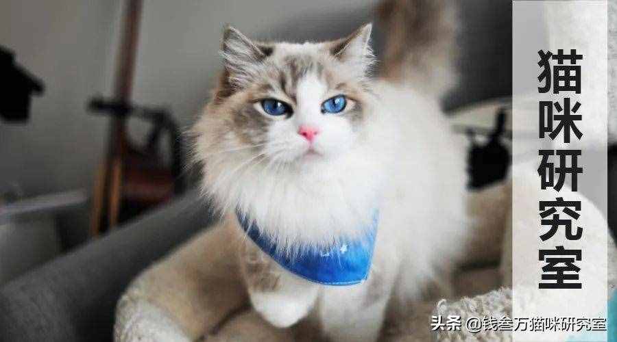给大家介绍宠物托运的全过程，靠谱的宠物托运应该是怎么样的