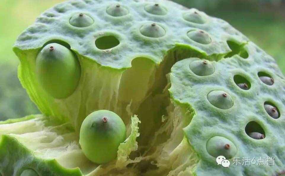 新鲜莲子上市啦！还嫌莲子皮太难剥?咱有剥壳神器！