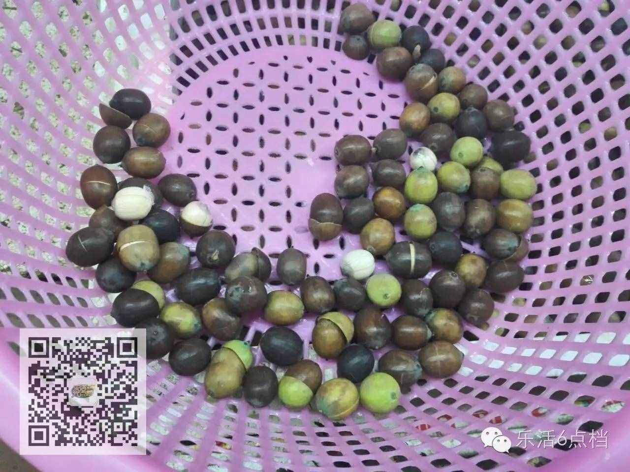 新鲜莲子上市啦！还嫌莲子皮太难剥?咱有剥壳神器！