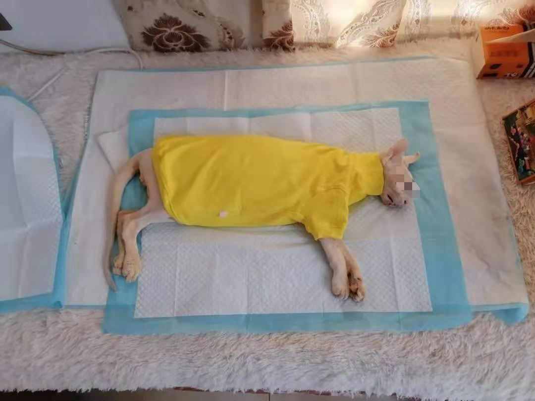 被诉宠物食用猫粮后死亡！怡亲：菌落“超标”是因加入益生菌