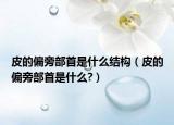 皮的偏旁部首是什么结构（皮的偏旁部首是什么?）
