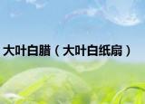 大叶白腊（大叶白纸扇）