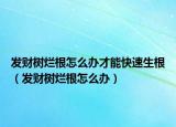 发财树烂根怎么办才能快速生根（发财树烂根怎么办）