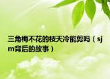 三角梅不花的枝天冷能剪吗（sjm背后的故事）