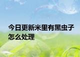 今日更新米里有黑虫子怎么处理
