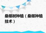 桑椹树种植（桑椹种植技术）