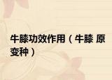 牛膝功效作用（牛膝 原变种）