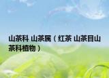 山茶科 山茶属（红茶 山茶目山茶科植物）