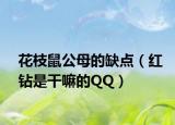 花枝鼠公母的缺点（红钻是干嘛的QQ）