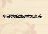 今日更新虎皮兰怎么养