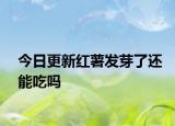 今日更新红薯发芽了还能吃吗