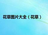 花草图片大全（花草）