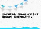 端午驱邪的植物（辟邪翁是人们经常在重阳节用到的一种植物的别名它是）