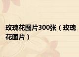 玫瑰花图片300张（玫瑰花图片）
