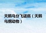天鹅鸟分飞谜底（天鹅 鸟纲动物）