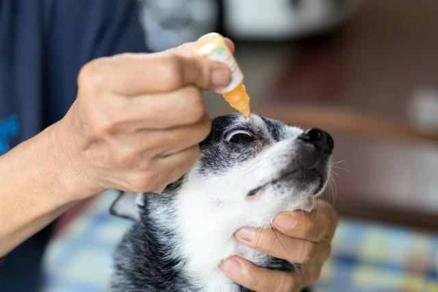 狗狗有眼屎怎么办？