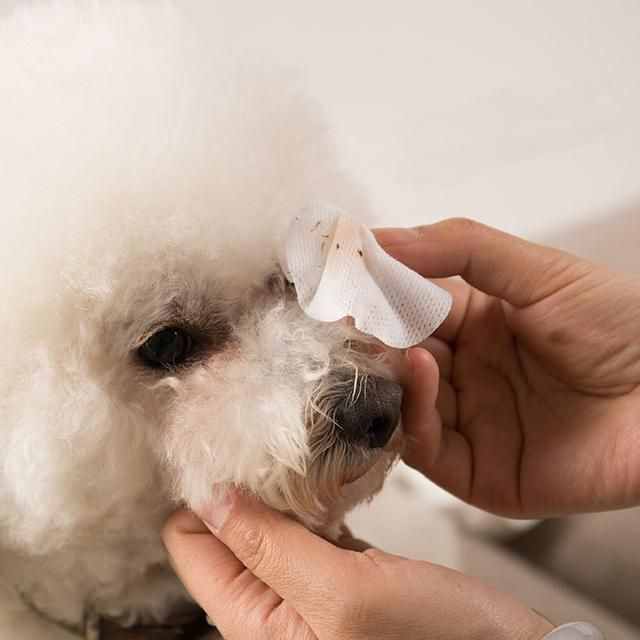 狗狗有眼屎怎么办？