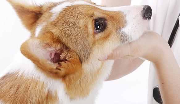 狗狗有眼屎怎么办？
