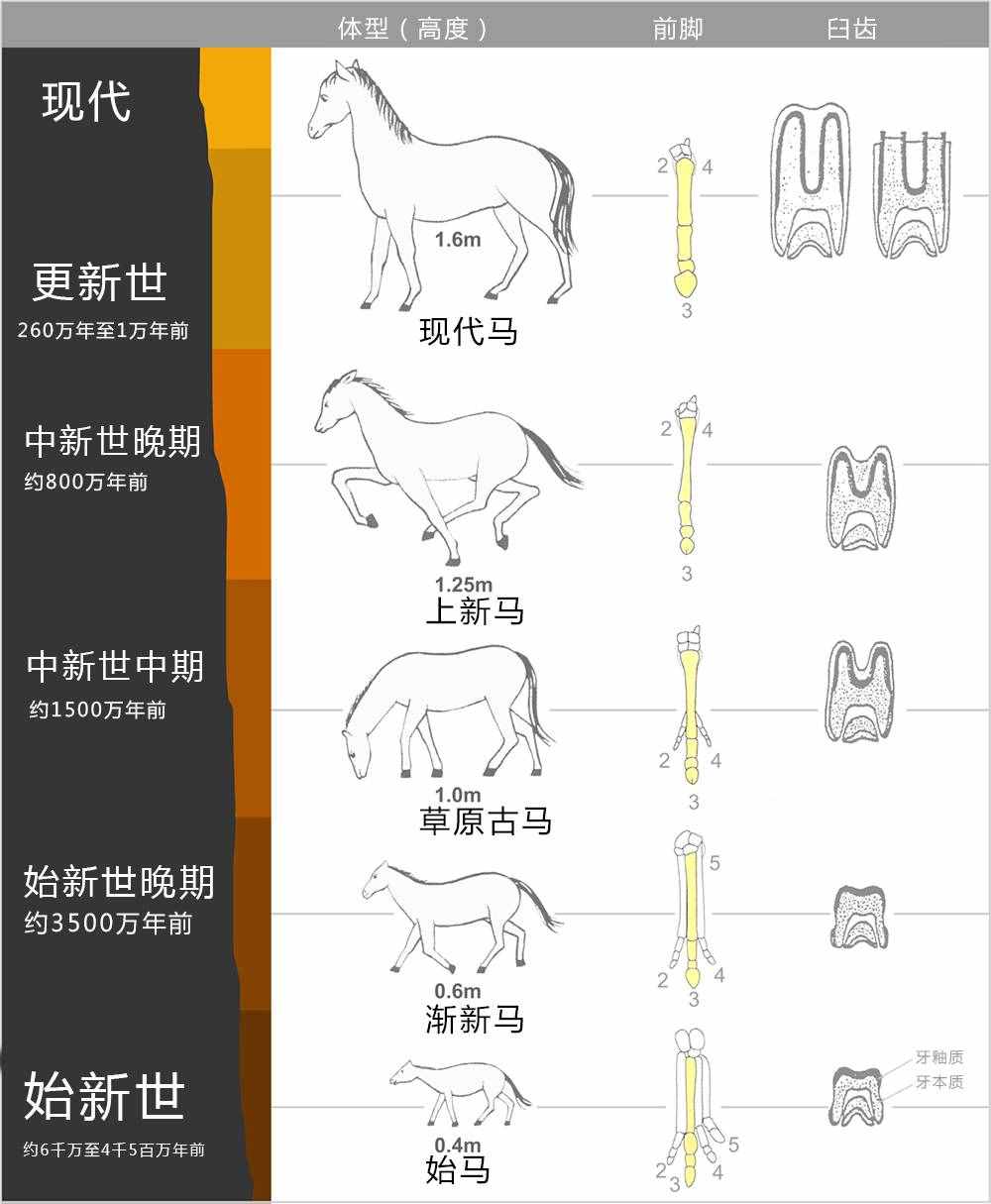 如何区分马、骡子和驴？它们之间存在哪些差异？