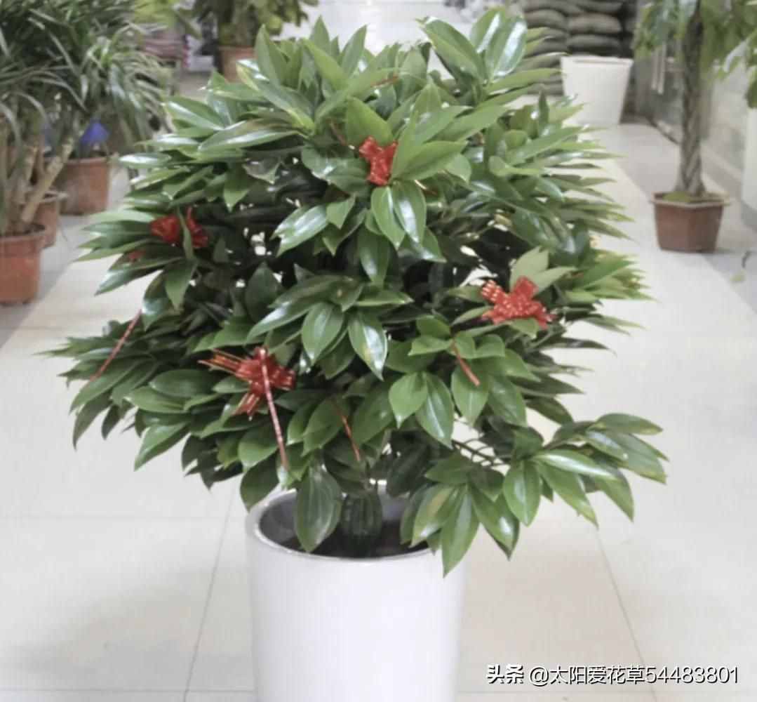 情人节，5种花卉适合送给喜欢的人，你会送哪一种花？