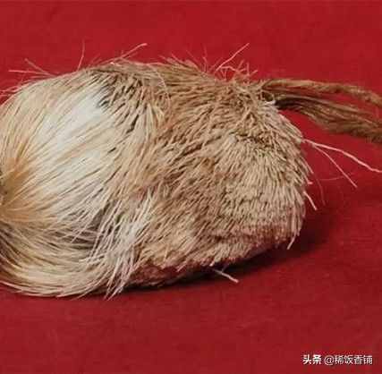 到底什么是麝香？为何如此名贵？
