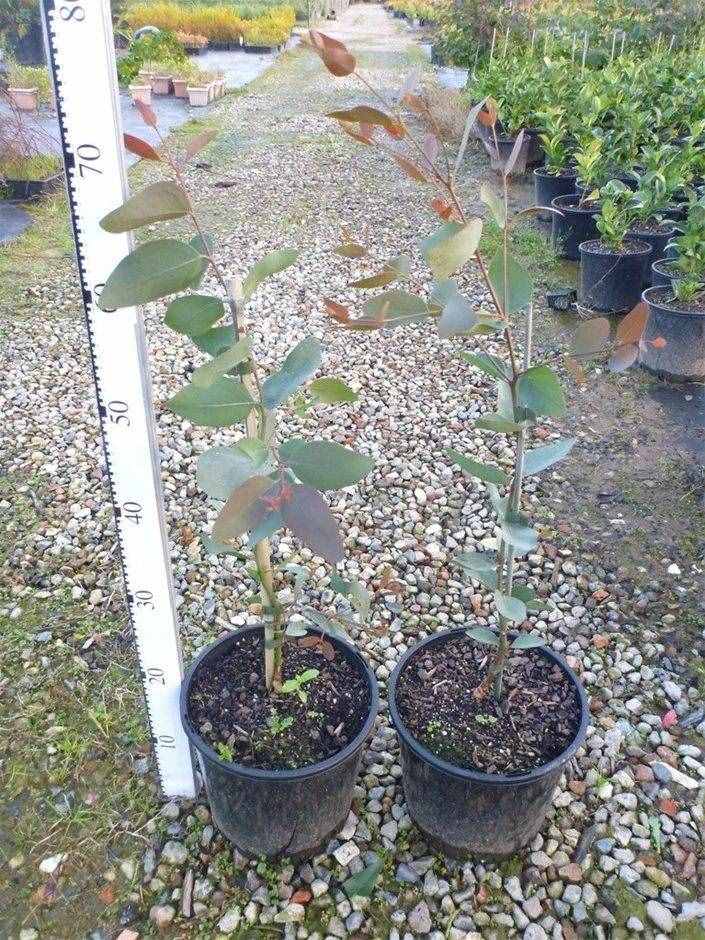 小清新的尤加利盆栽就是桉树，被称为“抽水机”，为啥还有人养