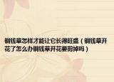 铜钱草怎样才能让它长得旺盛（铜钱草开花了怎么办铜钱草开花要剪掉吗）