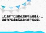 上巨虚和下巨虚的位置及功效是什么（上巨虚和下巨虚的位置及功效详细介绍）