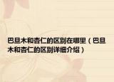 巴旦木和杏仁的区别在哪里（巴旦木和杏仁的区别详细介绍）