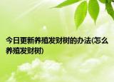 今日更新养殖发财树的办法(怎么养殖发财树)