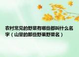 农村常见的野菜有哪些都叫什么名字（山里的那些野果野菜名）