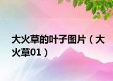 大火草的叶子图片（大火草01）