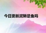 今日更新泥鳅是鱼吗