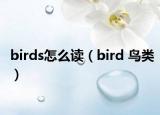 birds怎么读（bird 鸟类）