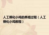 人工孵化小鸡的养殖过程（人工孵化小鸡教程）