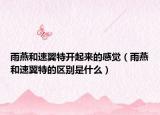 雨燕和速翼特开起来的感觉（雨燕和速翼特的区别是什么）