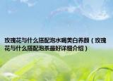 玫瑰花与什么搭配泡水喝美白养颜（玫瑰花与什么搭配泡茶最好详细介绍）