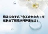 榴莲长虫子吃了会不会有危害（榴莲长虫了还能吃吗详细介绍）