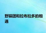 野猫团和拉布拉多的相遇