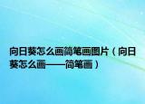 向日葵怎么画简笔画图片（向日葵怎么画——简笔画）