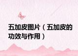 五加皮图片（五加皮的功效与作用）