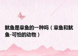 鱿鱼是章鱼的一种吗（章鱼和鱿鱼-可怕的动物）