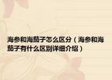 海参和海茄子怎么区分（海参和海茄子有什么区别详细介绍）
