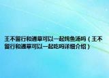 王不留行和通草可以一起炖鱼汤吗（王不留行和通草可以一起吃吗详细介绍）