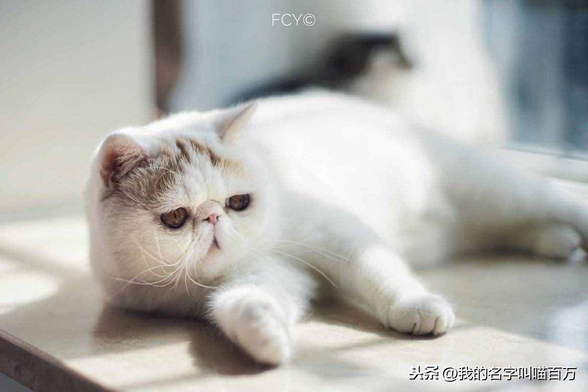 宠物猫的品种及价格大全，看完后都想买一只回家养