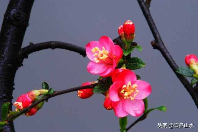 致女神们——愿你芳华自在，笑靥如花