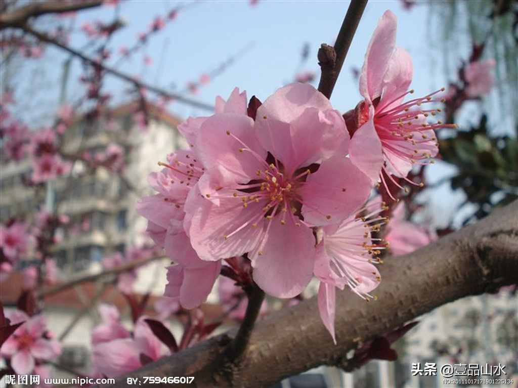 致女神们——愿你芳华自在，笑靥如花