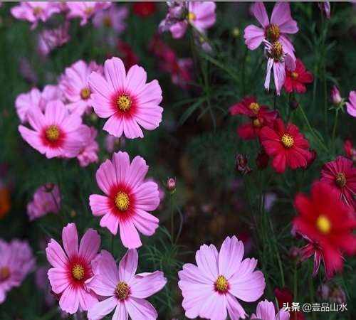 致女神们——愿你芳华自在，笑靥如花