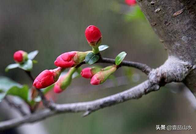 致女神们——愿你芳华自在，笑靥如花