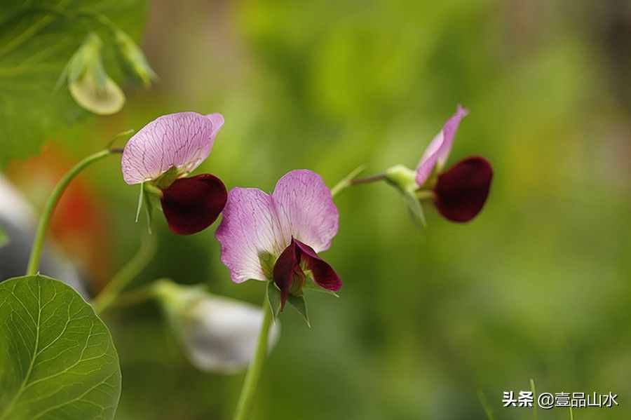 致女神们——愿你芳华自在，笑靥如花